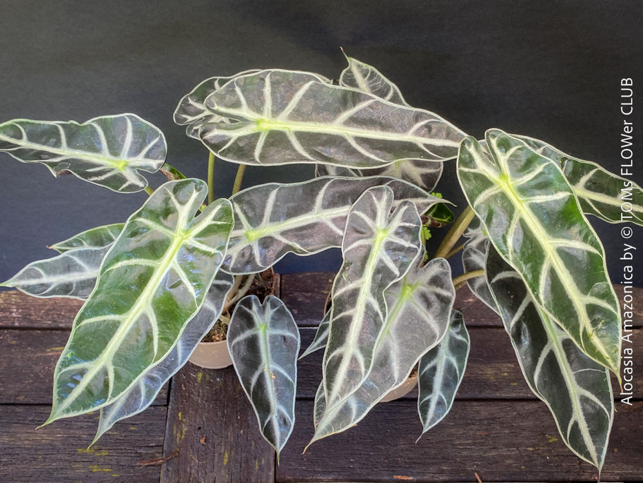 Alocasia Amazonica, Narrow Poly, Elephant Ear, organically grown tropical plants for sale at TOMsFLOWer CLUB; Insel Mainau, giant plant, Elefantenohr, elephants ear.