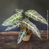 Alocasia Amazonica, Narrow Poly, Elephant Ear, organically grown tropical plants for sale at TOMsFLOWer CLUB; Insel Mainau, giant plant, Elefantenohr, elephants ear.