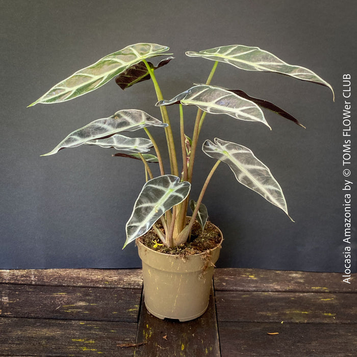 Alocasia Amazonica, Narrow Poly, Elephant Ear, organically grown tropical plants for sale at TOMsFLOWer CLUB; Insel Mainau, giant plant, Elefantenohr, elephants ear.