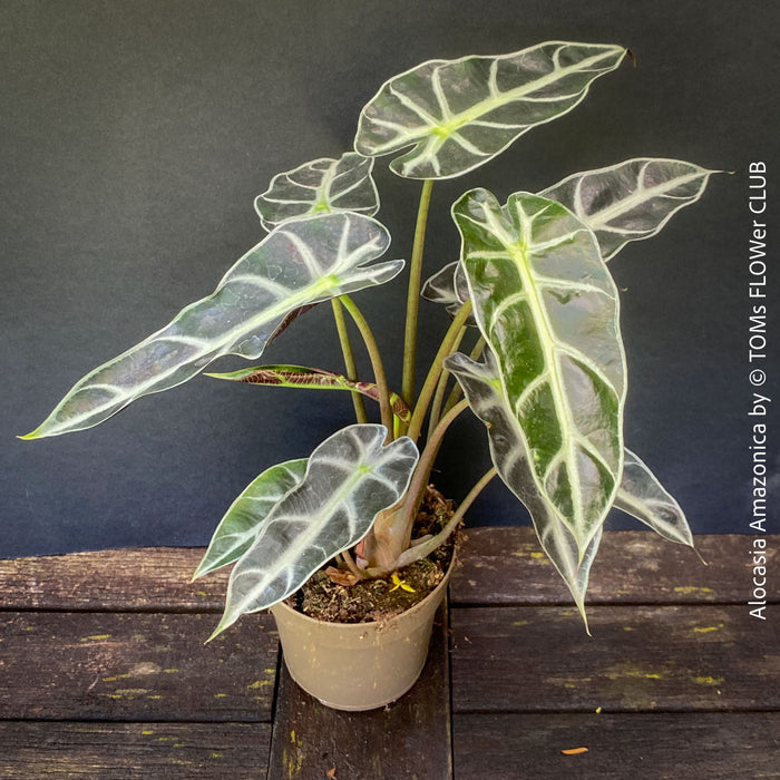 Alocasia Amazonica, Narrow Poly, Elephant Ear, organically grown tropical plants for sale at TOMsFLOWer CLUB; Insel Mainau, giant plant, Elefantenohr, elephants ear.