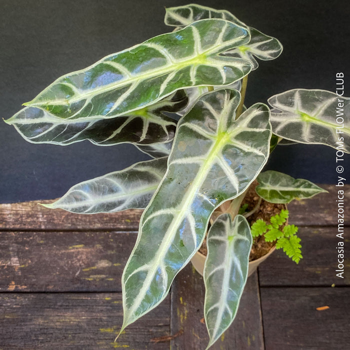 Alocasia Amazonica, Narrow Poly, Elephant Ear, organically grown tropical plants for sale at TOMsFLOWer CLUB; Insel Mainau, giant plant, Elefantenohr, elephants ear.