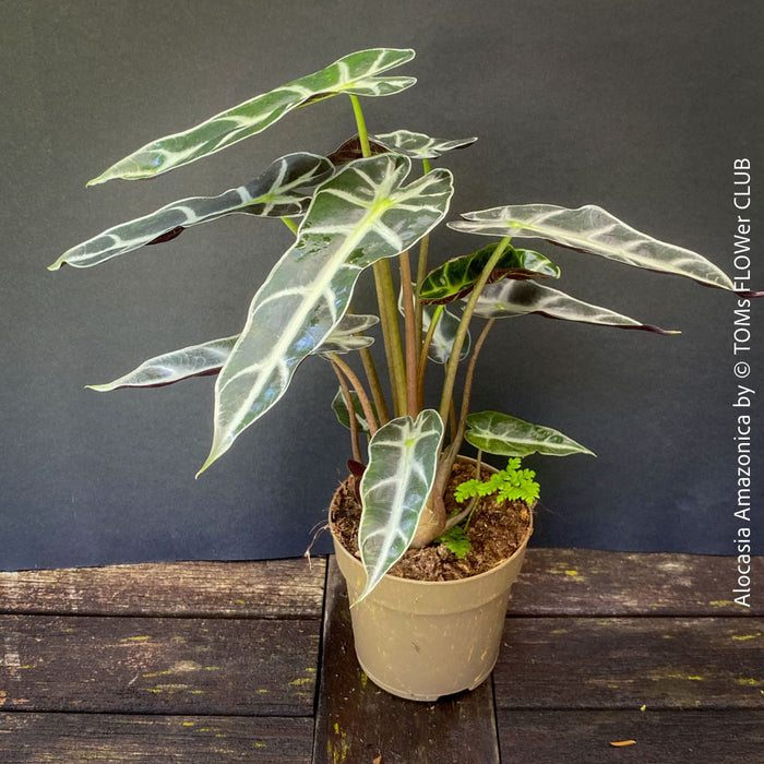 Alocasia Amazonica, Narrow Poly, Elephant Ear, organically grown tropical plants for sale at TOMsFLOWer CLUB; Insel Mainau, giant plant, Elefantenohr, elephants ear.