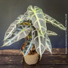 Alocasia Amazonica, Narrow Poly, Elephant Ear, organically grown tropical plants for sale at TOMsFLOWer CLUB; Insel Mainau, giant plant, Elefantenohr, elephants ear.