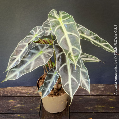 Alocasia Amazonica, Narrow Poly, Elephant Ear, organically grown tropical plants for sale at TOMsFLOWer CLUB; Insel Mainau, giant plant, Elefantenohr, elephants ear.