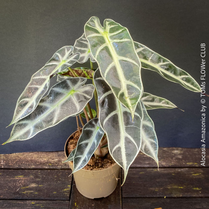 Alocasia Amazonica, Narrow Poly, Elephant Ear, organically grown tropical plants for sale at TOMsFLOWer CLUB; Insel Mainau, giant plant, Elefantenohr, elephants ear.