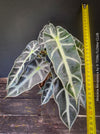 Alocasia Amazonica, Narrow Poly, Elephant Ear, organically grown tropical plants for sale at TOMsFLOWer CLUB; Insel Mainau, giant plant, Elefantenohr, elephants ear.