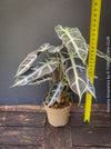 Alocasia Amazonica, Narrow Poly, Elephant Ear, organically grown tropical plants for sale at TOMsFLOWer CLUB; Insel Mainau, giant plant, Elefantenohr, elephants ear.