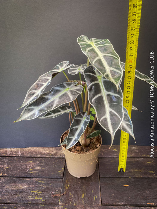 Alocasia Amazonica, Narrow Poly, Elephant Ear, organically grown tropical plants for sale at TOMsFLOWer CLUB; Insel Mainau, giant plant, Elefantenohr, elephants ear.