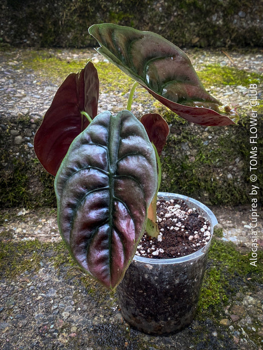 Alocasia Cuprea, organically grown tropical plants for sale at TOMs FLOWer CLUB