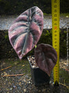 Alocasia Cuprea, organically grown tropical plants for sale at TOMs FLOWer CLUB