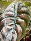 Alocasia Cuprea, organically grown tropical plants for sale at TOMs FLOWer CLUB
