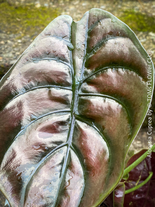 Alocasia Cuprea, organically grown tropical plants for sale at TOMs FLOWer CLUB