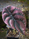 Alocasia Cuprea, organically grown tropical plants for sale at TOMs FLOWer CLUB