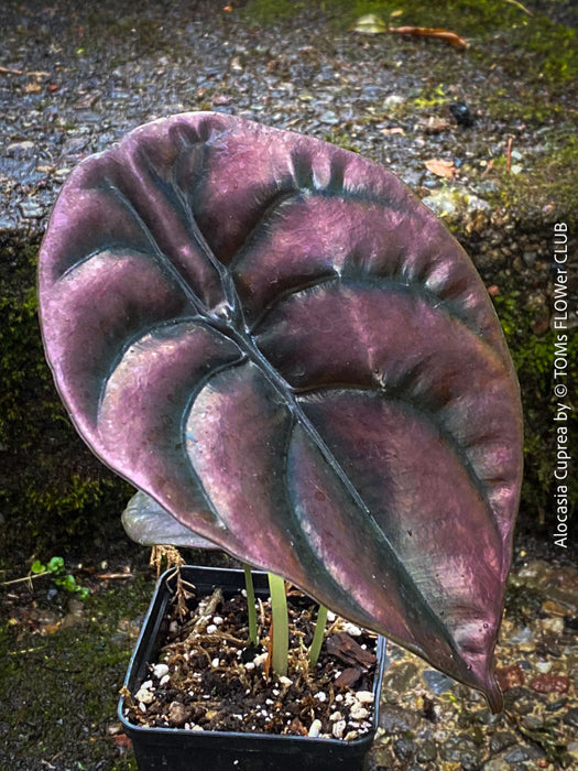 Alocasia Cuprea, organically grown tropical plants for sale at TOMs FLOWer CLUB