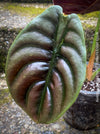 Alocasia Cuprea, organically grown tropical plants for sale at TOMs FLOWer CLUB