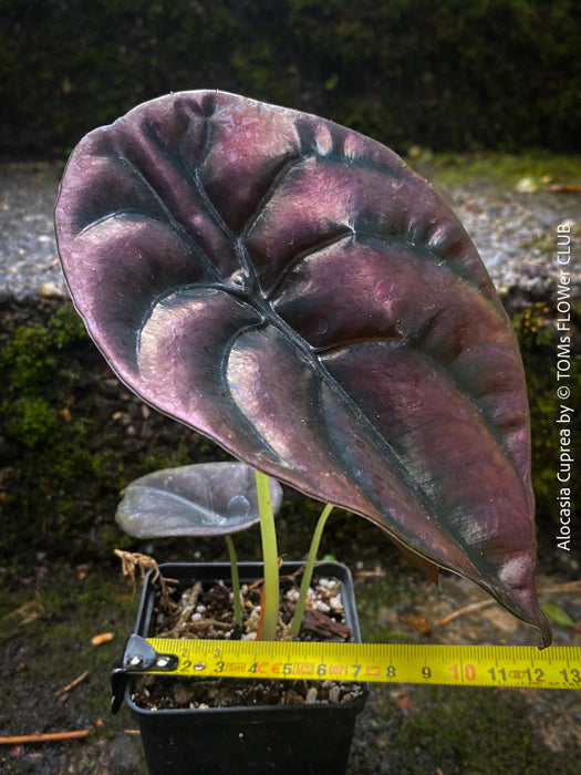 Alocasia Cuprea, organically grown tropical plants for sale at TOMs FLOWer CLUB