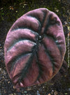 Alocasia Cuprea, organically grown tropical plants for sale at TOMs FLOWer CLUB