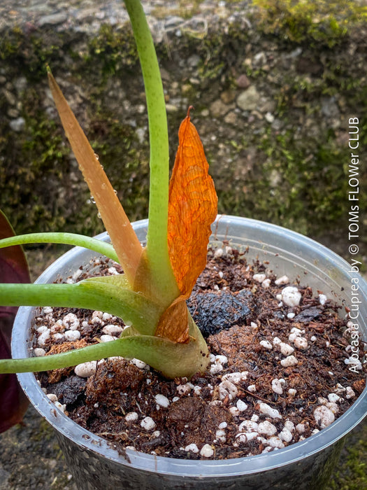 Alocasia Cuprea, organically grown tropical plants for sale at TOMs FLOWer CLUB
