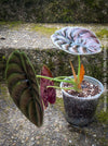 Alocasia Cuprea, organically grown tropical plants for sale at TOMs FLOWer CLUB