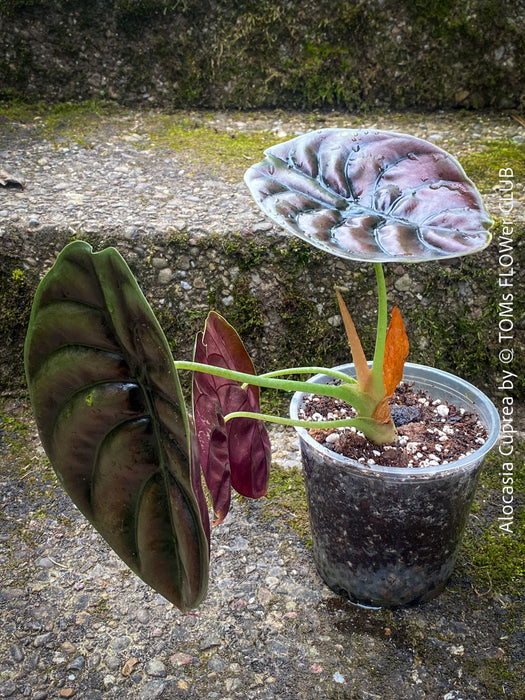 Alocasia Cuprea, organically grown tropical plants for sale at TOMs FLOWer CLUB