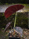 Alocasia Cuprea, organically grown tropical plants for sale at TOMs FLOWer CLUB