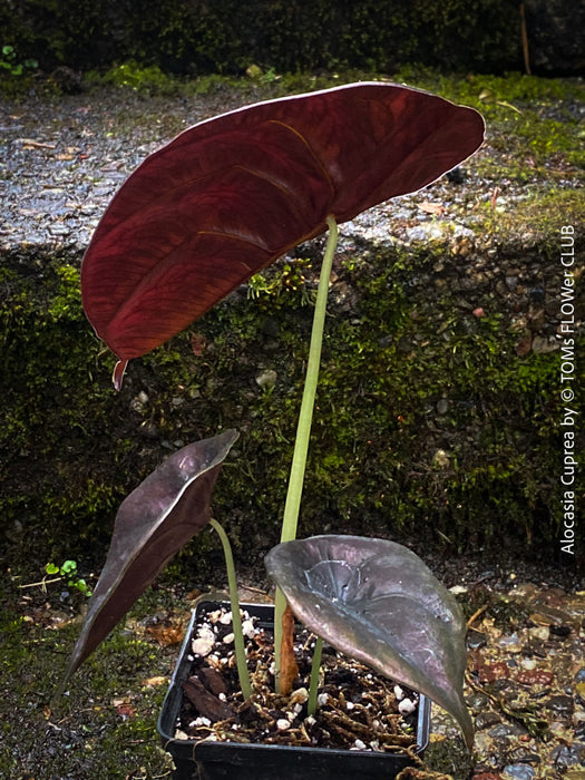 Alocasia Cuprea, organically grown tropical plants for sale at TOMs FLOWer CLUB