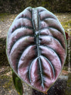 Alocasia Cuprea, organically grown tropical plants for sale at TOMs FLOWer CLUB