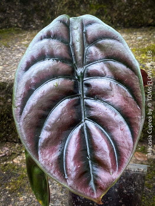 Alocasia Cuprea, organically grown tropical plants for sale at TOMs FLOWer CLUB