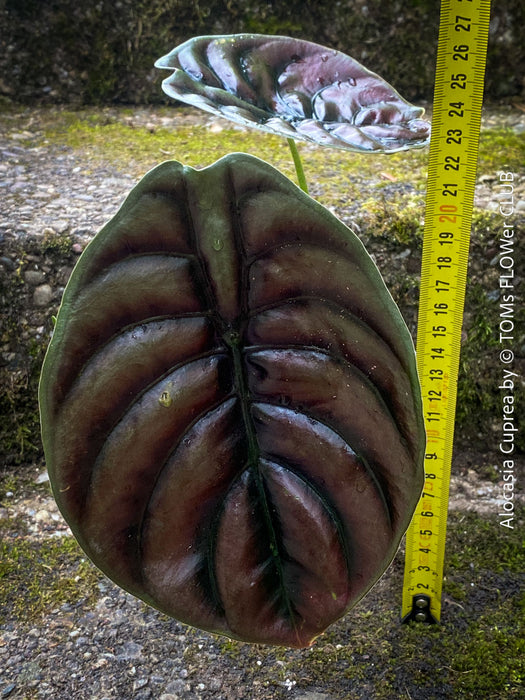 Alocasia Cuprea, organically grown tropical plants for sale at TOMs FLOWer CLUB