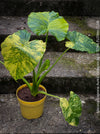 Alocasia Gageana Aurea Variegata, organically grown tropical plants for sale at TOMs FLOWer CLUB.