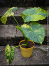 Alocasia Gageana Aurea Variegata, organically grown tropical plants for sale at TOMs FLOWer CLUB.