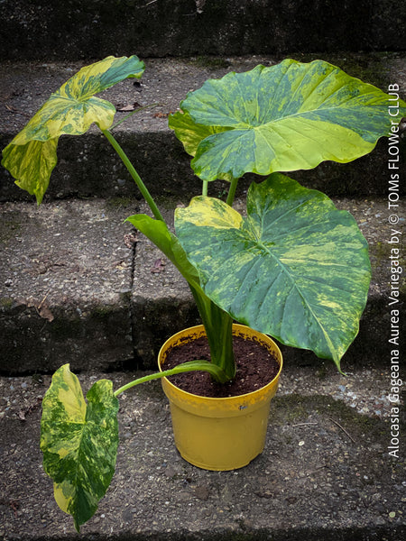 Alocasia Gageana Aurea Variegata, organically grown tropical plants for sale at TOMs FLOWer CLUB.