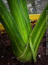 Alocasia Gageana Aurea Variegata, organically grown tropical plants for sale at TOMs FLOWer CLUB.