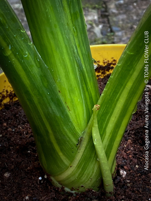 Alocasia Gageana Aurea Variegata, organically grown tropical plants for sale at TOMs FLOWer CLUB.