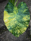 Alocasia Gageana Aurea Variegata, organically grown tropical plants for sale at TOMs FLOWer CLUB.