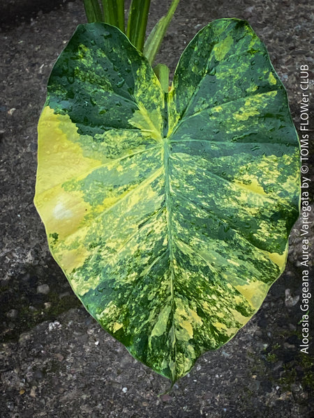 Alocasia Gageana Aurea Variegata, organically grown tropical plants for sale at TOMs FLOWer CLUB.
