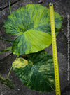 Alocasia Gageana Aurea Variegata, organically grown tropical plants for sale at TOMs FLOWer CLUB.