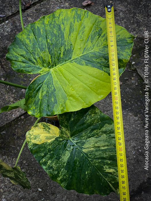 Alocasia Gageana Aurea Variegata, organically grown tropical plants for sale at TOMs FLOWer CLUB.