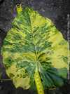 Alocasia Gageana Aurea Variegata, organically grown tropical plants for sale at TOMs FLOWer CLUB.