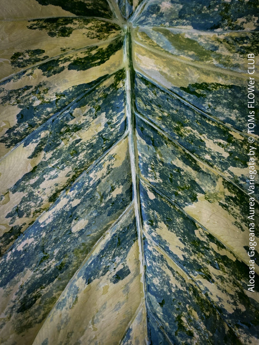 Alocasia Gageana Aurea Variegata, organically grown tropical plants for sale at TOMs FLOWer CLUB.