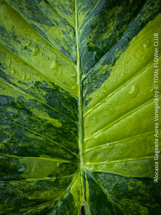 Alocasia Gageana Aurea Variegata, organically grown tropical plants for sale at TOMs FLOWer CLUB.