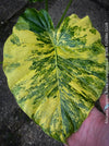 Alocasia Gageana Aurea Variegata, organically grown tropical plants for sale at TOMs FLOWer CLUB.