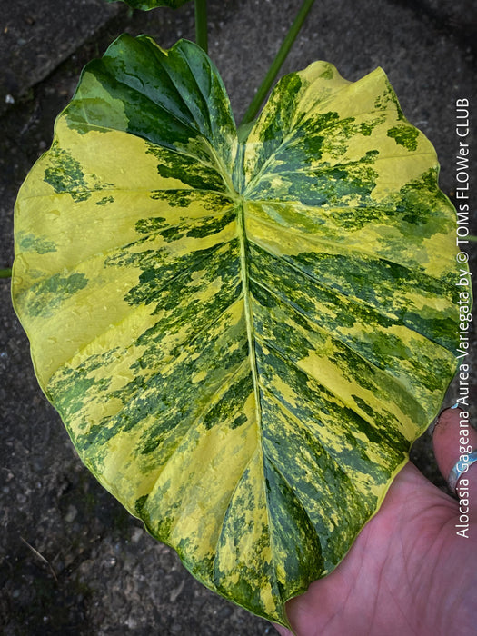 Alocasia Gageana Aurea Variegata, organically grown tropical plants for sale at TOMs FLOWer CLUB.