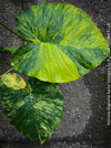 Alocasia Gageana Aurea Variegata, organically grown tropical plants for sale at TOMs FLOWer CLUB.
