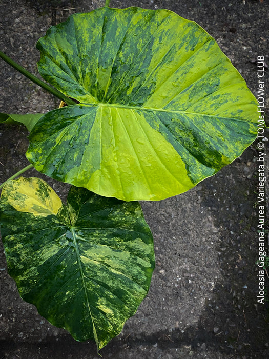 Alocasia Gageana Aurea Variegata, organically grown tropical plants for sale at TOMs FLOWer CLUB.