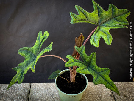 Alocasia Jacklyn, organically grown tropical plants for sale at TOMs FLOWer CLUB