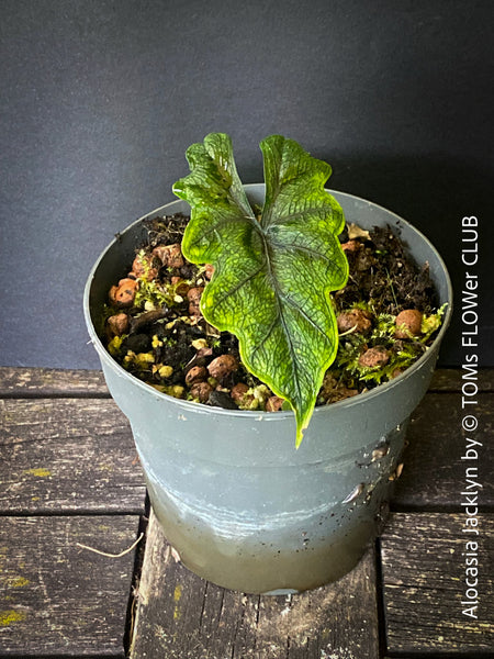 Alocasia Jacklyn, organically grown tropical plants for sale at TOMs FLOWer CLUB