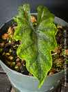 Alocasia Jacklyn, organically grown tropical plants for sale at TOMs FLOWer CLUB