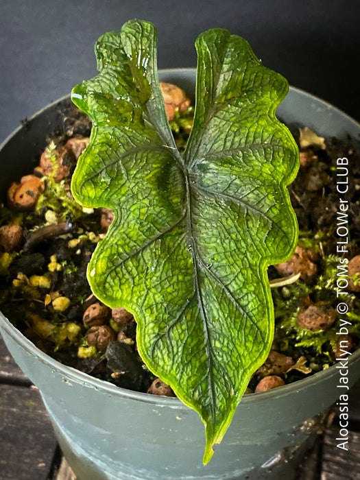 Alocasia Jacklyn, organically grown tropical plants for sale at TOMs FLOWer CLUB