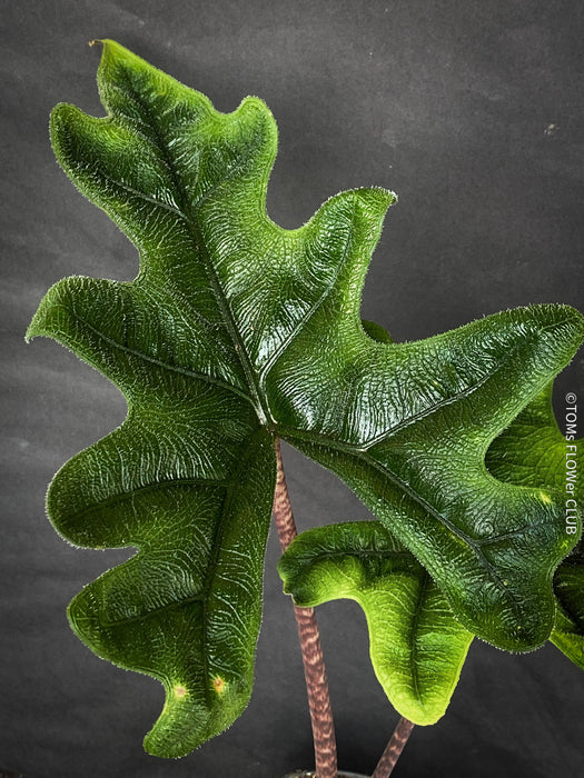 Alocasia Jacklyn, organically grown tropical plants for sale at TOMsFLOWer CLUB.